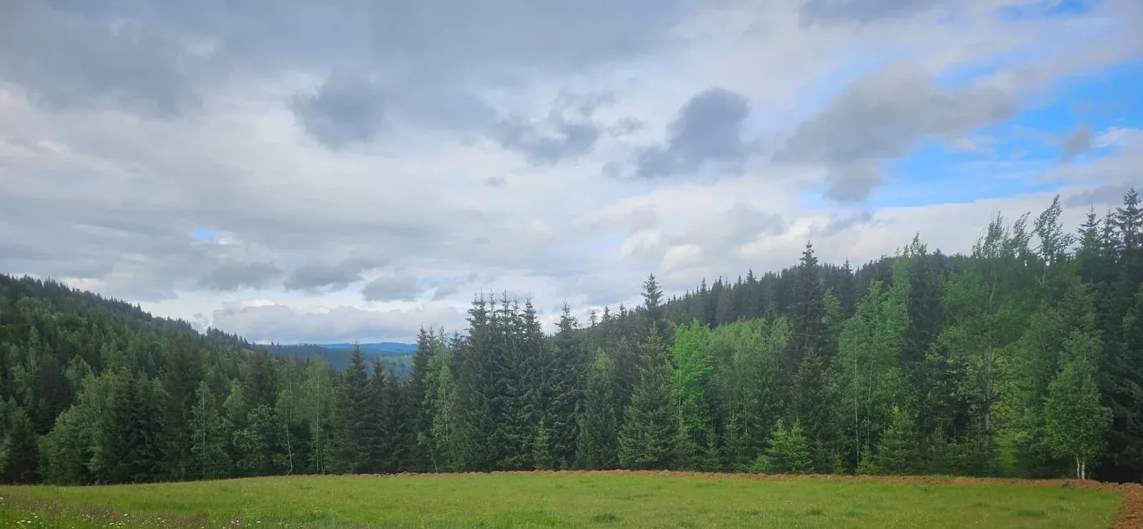 Poiană și pădure în peisajul Bucovinei