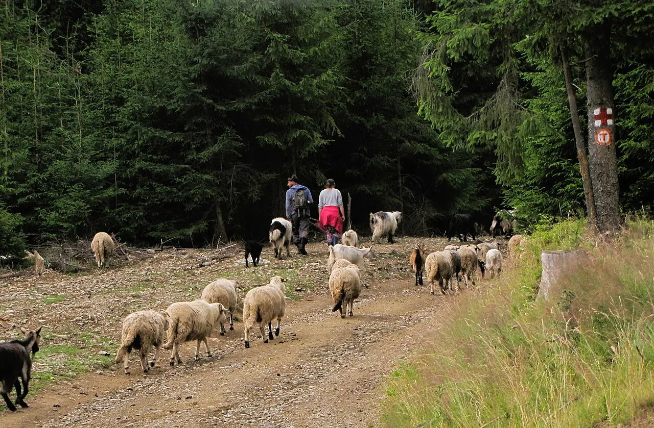 Via Transilvanica, Bucovina